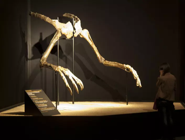 Dette var alt vi visste om Deinocheirus mirificus før de nye funnene. Armene har stått utstilt i Barcelona. (Foto: Jordi Payà/Creative commons)