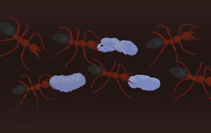 Arbeidsmaur kan arbeide utenfor tua, eller inne i tua, for eksempel med yngelpleie. Her flytter de maurlarver fra ett sted til et annet i tua, hvor temperaturen passer bedre. (Foto: (Illustrasjon: Arnfinn Christensen, forskning.no))