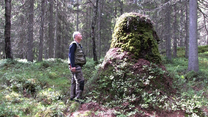 Maurforsker Torstein Kvamme foran den største kjente maurtua i Norge, to meter og 38 centimeter høy. Det norske kuperte terrenget med sydvendte, solrike skråninger fungerer som varmefangere for maurene. Dermed kan de leve lengre nord enn klimaet ellers skulle tilsi. (Foto: Arnfinn Christensen, forskning.no) Maurforsker Torstein Kvamme foran den største kjente maurtua i Norge, to meter og 38 centimeter høy. Det norske kuperte terrenget med sydvendte, solrike skråninger fungerer som varmefangere for maurene. Dermed kan de leve lengre nord enn klimaet ellers skulle tilsi. (Foto: Arnfinn Christensen, forskning.no)
