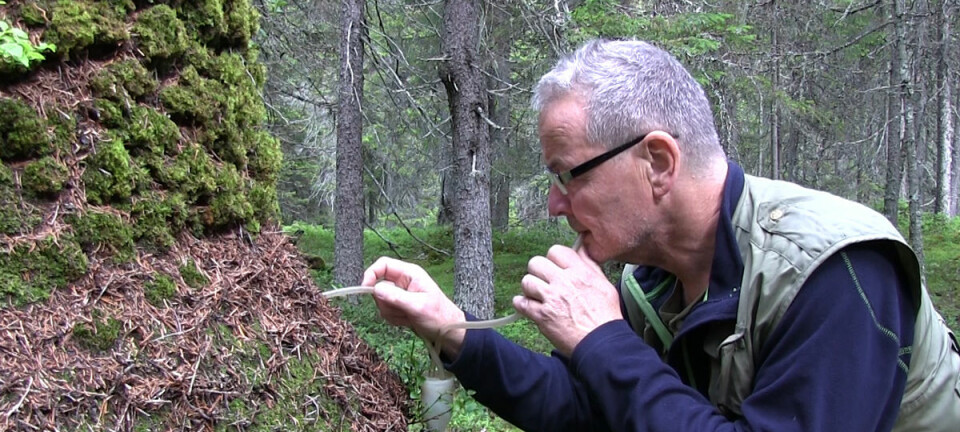 Når Torstein Kvamme skal studere maur nærmere, suger han dem opp med et sugerør som er koblet innom et prøveglass. (Foto: Arnfinn Christensen, forskning.no)