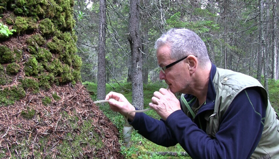 Når Torstein Kvamme skal studere maur nærmere, suger han dem opp med et sugerør som er koblet innom et prøveglass. (Foto: Arnfinn Christensen, forskning.no)
