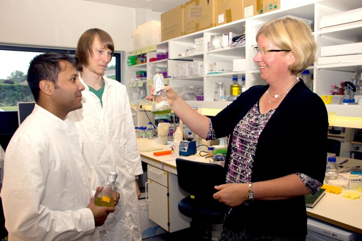 Sammen med doktorgradsstipendiatene Manish Budathoki (f.v.) og Dmitry Kechasov, jobber Sigrun Reumann for å utvikle en alge med høyt fettinnhold som den man kan se på flasken. (Foto: Maria Gilje Torheim, UiS) Sammen med doktorgradsstipendiatene Manish Budathoki (f.v.) og Dmitry Kechasov, jobber Sigrun Reumann for å utvikle en alge med høyt fettinnhold som den man kan se på flasken. (Foto: Maria Gilje Torheim, UiS)