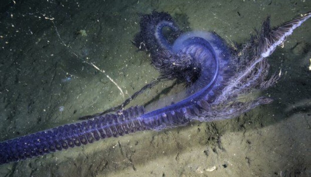 Sifonoforen er ikke ett enkelt dyr, men en koloni med tusener av spesialiserte organismer som samarbeider (Foto: Nautilus Live) Sifonoforen er ikke ett enkelt dyr, men en koloni med tusener av spesialiserte organismer som samarbeider (Foto: Nautilus Live)