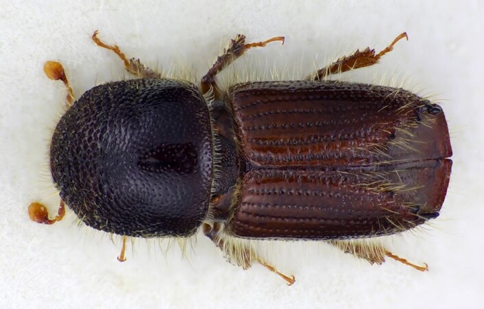 Varmere vær kan gjøre at to generasjoner barkbiller klekkes hver sommer. (Foto: Lars Sandved Dalen, Skog og landskap) (Foto: Karsten Sund, Naturhistorisk museum) Varmere vær kan gjøre at to generasjoner barkbiller klekkes hver sommer. (Foto: Lars Sandved Dalen, Skog og landskap) (Foto: Karsten Sund, Naturhistorisk museum)