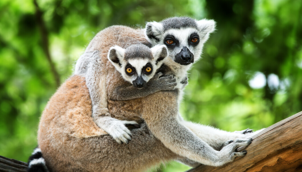 Lepilemur leucopus-lemurene er nattdyr som foretrekker å gjemmer seg i skyggen og i trærne i løpet av dagen. Illustrasjonsfoto: Colourbox Lepilemur leucopus-lemurene er nattdyr som foretrekker å gjemmer seg i skyggen og i trærne i løpet av dagen. Illustrasjonsfoto: Colourbox