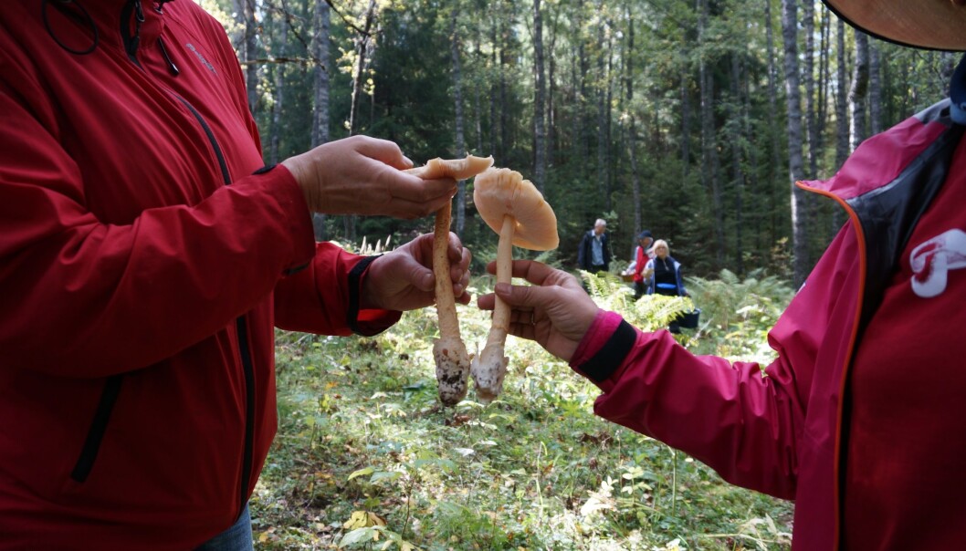 To eksemplar av gul kamfluesopp. (Foto: Pål Karlsen, Neslekremla) To eksemplar av gul kamfluesopp. (Foto: Pål Karlsen, Neslekremla)