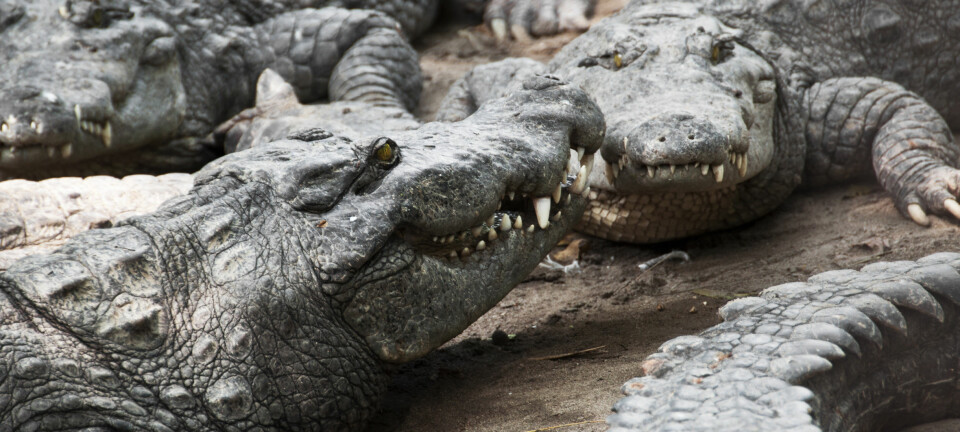 Å forske på jaktatferd hos krokodiller byr på visse utfordringer. (Foto: Microstock)