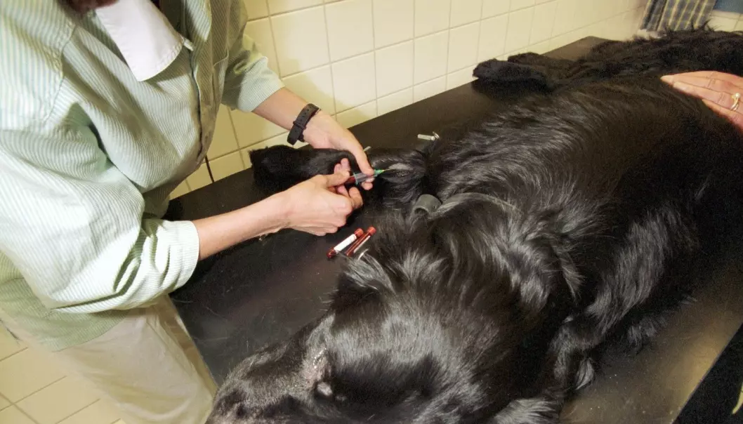 Den nye testen kan gi svar på om hunden har lymfekreft allerede dagen etter at prøven er tatt. (Illustrasjonsfoto: Sigmund Krøvel-Velle, Samfoto)