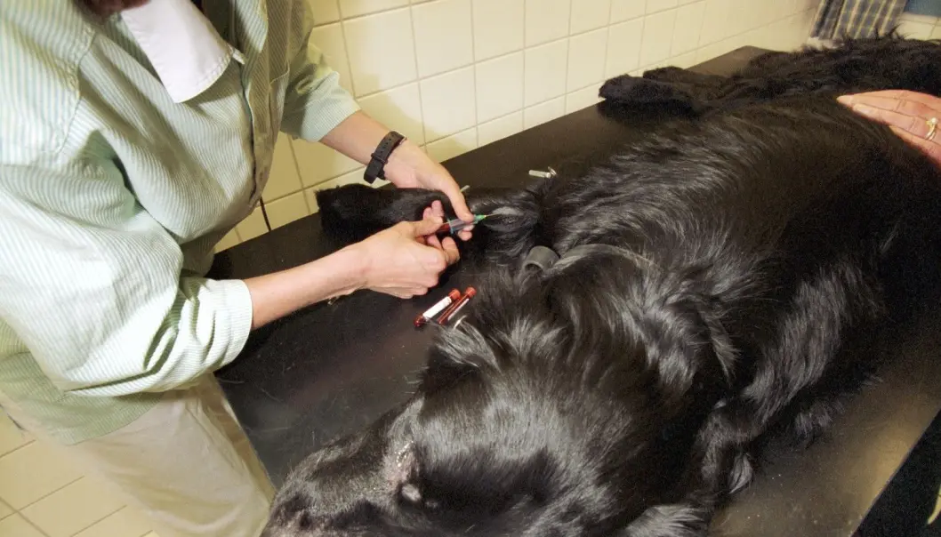 Den nye testen kan gi svar på om hunden har lymfekreft allerede dagen etter at prøven er tatt. (Illustrasjonsfoto: Sigmund Krøvel-Velle, Samfoto) Den nye testen kan gi svar på om hunden har lymfekreft allerede dagen etter at prøven er tatt. (Illustrasjonsfoto: Sigmund Krøvel-Velle, Samfoto)
