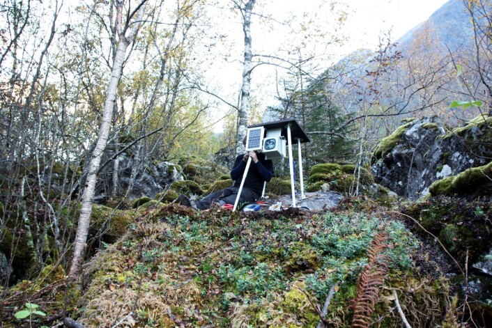 Også nede fra skogkanten fotograferes fjellsiden. (Foto: Freddy Yugsi Molina, NGU) Også nede fra skogkanten fotograferes fjellsiden. (Foto: Freddy Yugsi Molina, NGU)