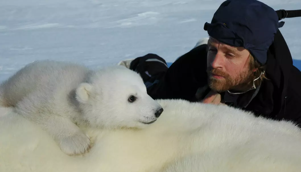 Isbjørnforsker Jon Aars ved Norsk Polarinstitutt, her i nærkontakt med en binne og isbjørnunge. Binna er bedøvd, og ungen er ennå ikke redd mennesker. (Foto: Jon Aars/Norsk Polarinstitutt)