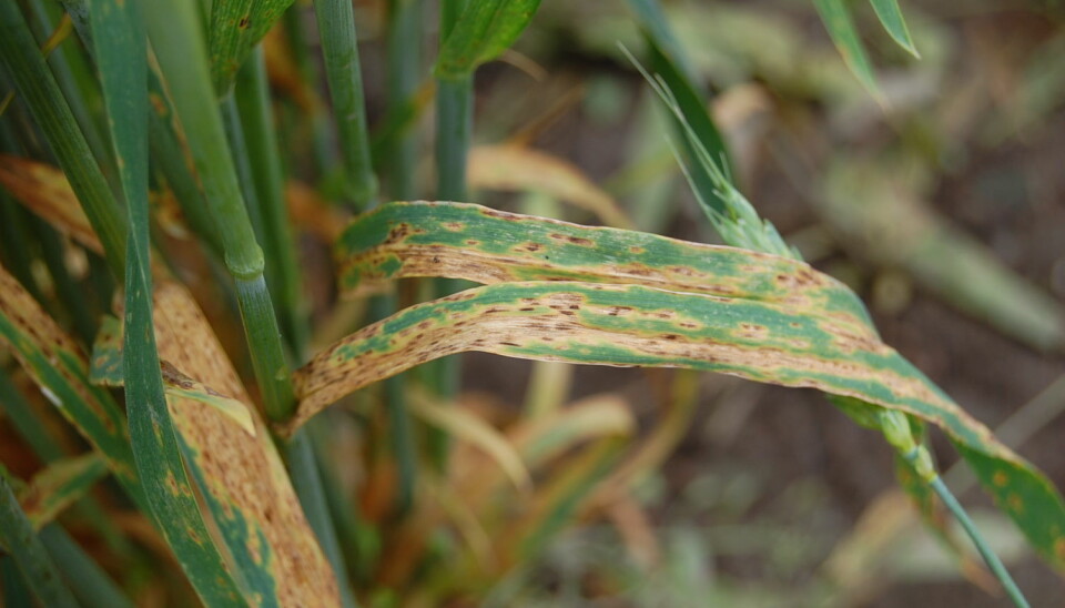 Typiske symptomer på hveteaksprikk i bladverket til en sterkt angrepet hveteplante. (Foto: Morten Lillemo)