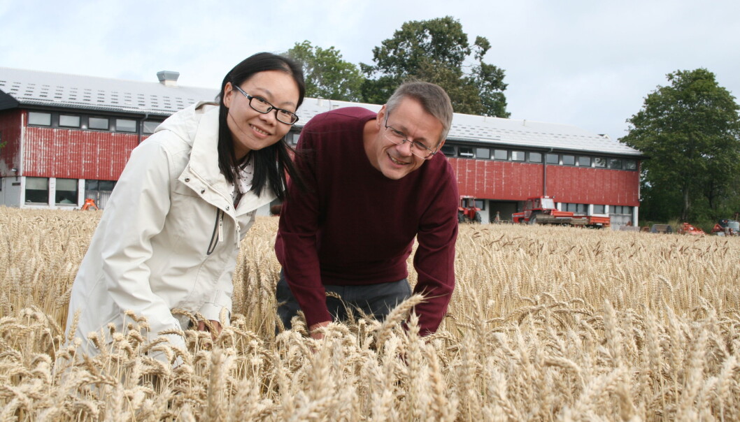 Stipendiat Min Lin og forsker Morten Lillemo ser på hvordan soppsykdommene har påvirket plantene i feltforsøk med mange forskjellige hvetesorter. (Foto: Janne Karin Brodin) Stipendiat Min Lin og forsker Morten Lillemo ser på hvordan soppsykdommene har påvirket plantene i feltforsøk med mange forskjellige hvetesorter. (Foto: Janne Karin Brodin)