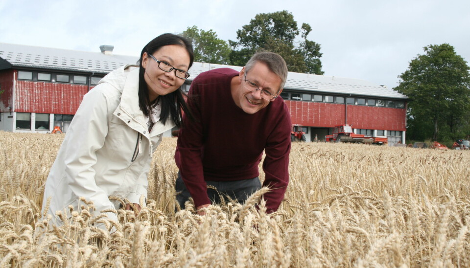 Stipendiat Min Lin og forsker Morten Lillemo ser på hvordan soppsykdommene har påvirket plantene i feltforsøk med mange forskjellige hvetesorter. (Foto: Janne Karin Brodin)