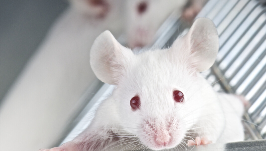 Mange mus kan slippe en lidelsesfull død når kjemiske analyser overtar for de tradisjonelle dyreforsøkene. (Foto: Microstock) Mange mus kan slippe en lidelsesfull død når kjemiske analyser overtar for de tradisjonelle dyreforsøkene. (Foto: Microstock)