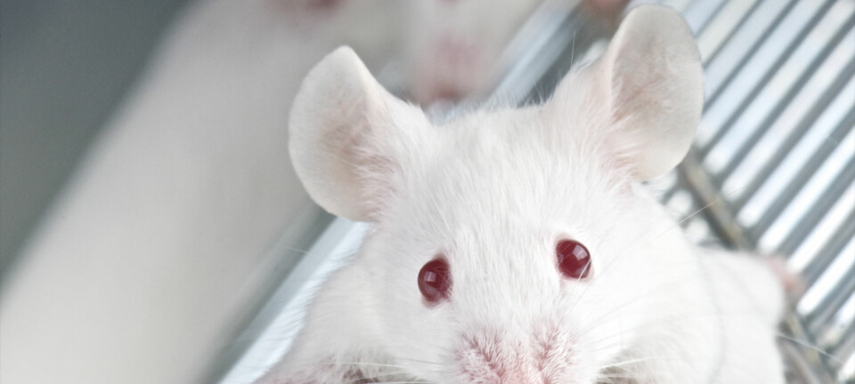 Mange mus kan slippe en lidelsesfull død når kjemiske analyser overtar for de tradisjonelle dyreforsøkene.  (Foto: Microstock)