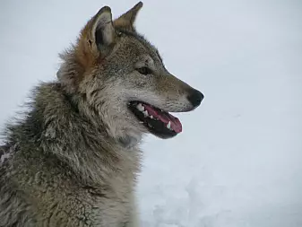 Ulvens viktigste byttedyr er elg. Her en hannvalp i Bograngenreviret i Finnskogen som ble GPS-merket av forskerne nå i vinter. (Foto: Barbara Zimmermann)
