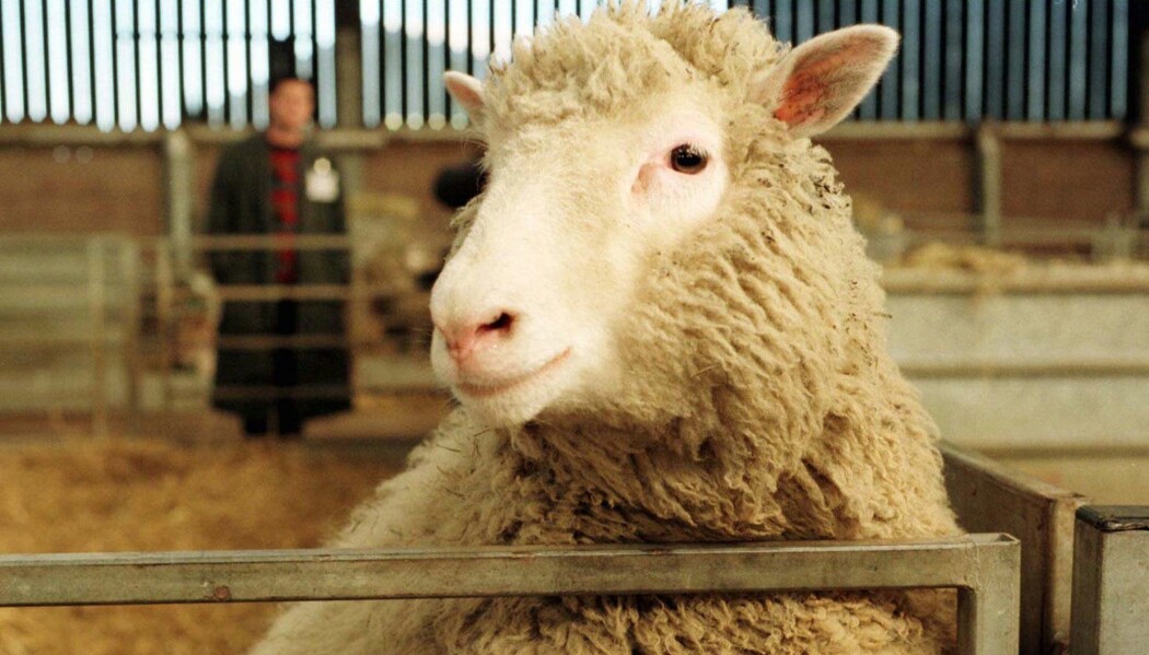 Sauen Dolly var verdens første klonede dyr, her avbildet i 1997. Nå har det samme forskermiljøet brukt CRISPR-teknologi til å genmodifisere sauer til å få en dødelig barnesykdom. (Foto: AP) Sauen Dolly var verdens første klonede dyr, her avbildet i 1997. Nå har det samme forskermiljøet brukt CRISPR-teknologi til å genmodifisere sauer til å få en dødelig barnesykdom. (Foto: AP)