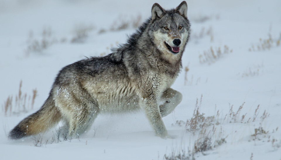 Den mest kjente historien om at rovdyr kan skape kaskadeeffekter i naturen handler om ulvene i Yellowstone nasjonalpark. Norske og svenske forskere har nå undersøkt en tilsvarende hypotese om ulven i det skandinaviske økosystemet. De fant liten eller ingen sammenheng. (Foto: Agnieszka Bacal / Shutterstock / NTB scanpix)