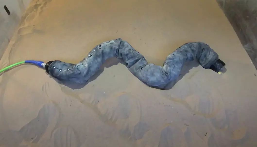 Denne robotslangen har for første gang lært kunsten å sno seg opp sandskråninger av en siderullende sandslange fra Arizona. (Foto: Fra video av Henry Astley)