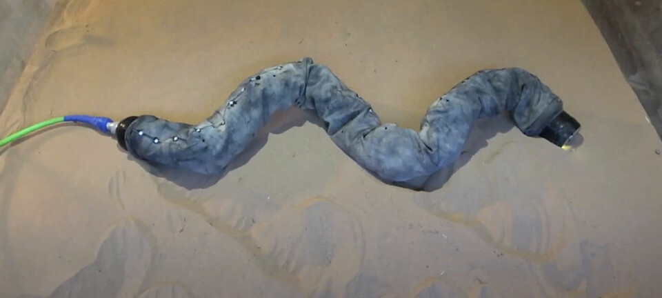 Denne robotslangen har for første gang lært kunsten å sno seg opp sandskråninger av en siderullende sandslange fra Arizona. (Foto: Fra video av Henry Astley)
