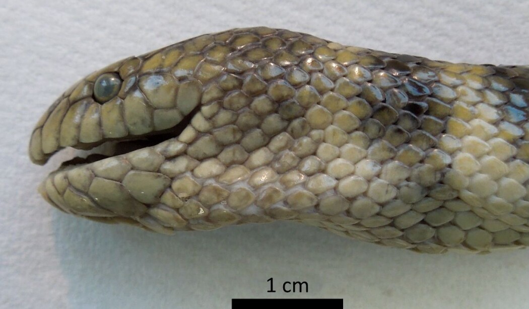 Havslangearten <i>Hydrophis cyanocinctus</i> har et helt unikt triks. (Foto: Alessandro Palci) Havslangearten <i>Hydrophis cyanocinctus</i> har et helt unikt triks. (Foto: Alessandro Palci)