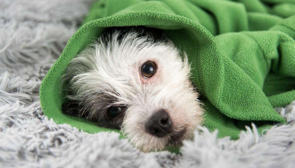 Mange hunder er de siste dagene kommet til veterinær med de samme symptomene. (Illustrasjonsfoto: Anna Hoychuk / Shutterstock / NTB scanpix)