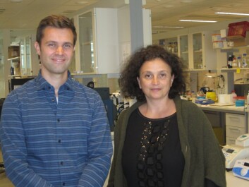 Postdoktor Thomas Fleischer og professor Vessela Kristensen forsker på nye markører for å stille bedre diagnose og prognose for brystkreft. (Foto: Marianne Frøyland, Kreftforeningen) Postdoktor Thomas Fleischer og professor Vessela Kristensen forsker på nye markører for å stille bedre diagnose og prognose for brystkreft. (Foto: Marianne Frøyland, Kreftforeningen)