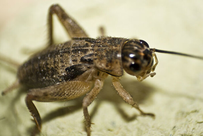 Det er spesielt hussirissen (Acheta domestica) som brukes til mat. Den finnes også i Norge, men bare innendørs. (Foto: Cristobal, Flickr) Det er spesielt hussirissen (Acheta domestica) som brukes til mat. Den finnes også i Norge, men bare innendørs. (Foto: Cristobal, Flickr)