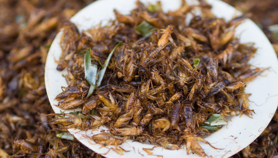 Frityrstekte sirisser spises mye i Thailand. (Foto: Takeaway, Creative Commons) Frityrstekte sirisser spises mye i Thailand. (Foto: Takeaway, Creative Commons)