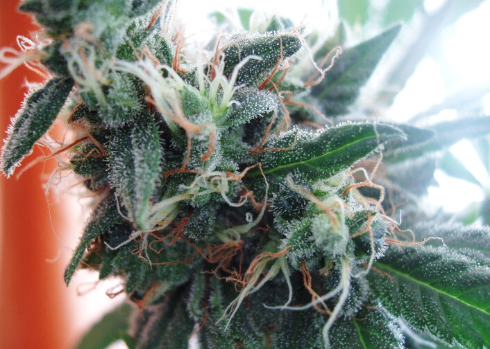 Nærbilde av en Cannabisplante. De små, hvite "nuppene" har svært høy konsentrasjon av tetrahydrocannabinol (THC), virkestoffet i Cannabis. (Foto: Lenny Montana/Creative Commons) Nærbilde av en Cannabisplante. De små, hvite "nuppene" har svært høy konsentrasjon av tetrahydrocannabinol (THC), virkestoffet i Cannabis. (Foto: Lenny Montana/Creative Commons)