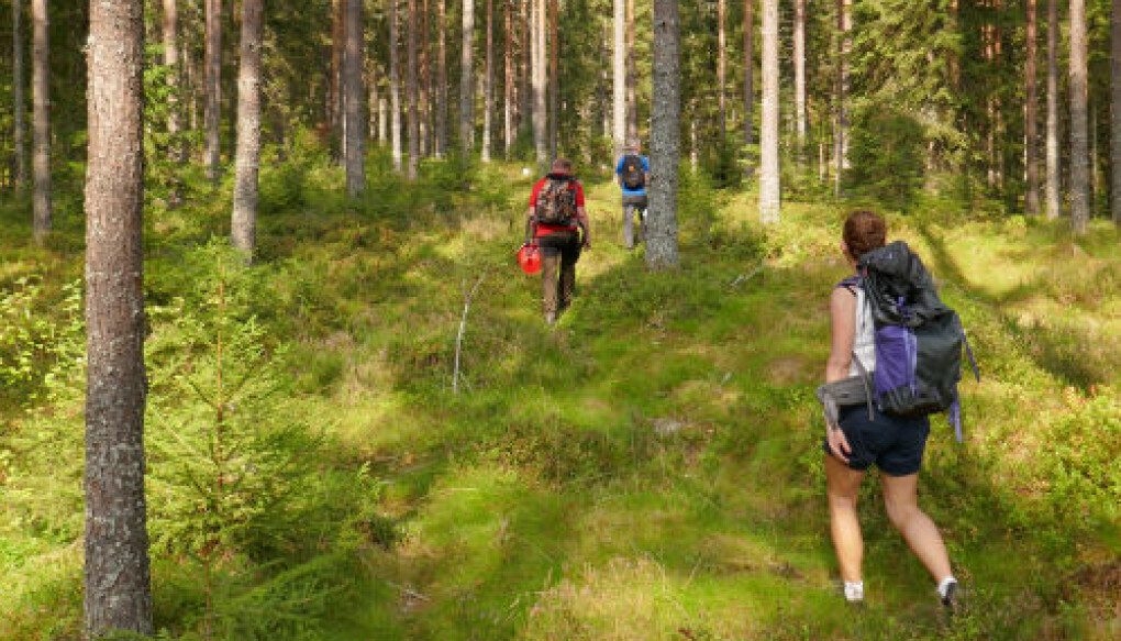 Forskere på vei inn i til forsøksfeltene for å sanke og registrere tyttebær. (Foto/CC: Mathias Amundsen) Forskere på vei inn i til forsøksfeltene for å sanke og registrere tyttebær. (Foto/CC: Mathias Amundsen)