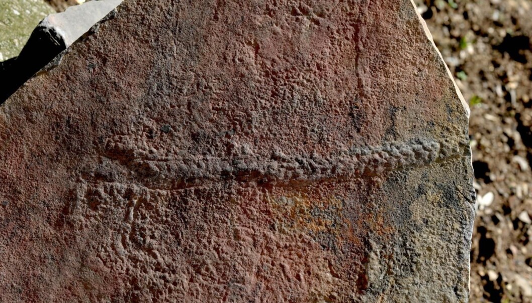 Fossiler funnet i Kina viser spor og avtrykk etter lange, tynne dyr som levde for mellom 551 og 539 millioner år siden. (Foto: Virginia Tech College of Science). Fossiler funnet i Kina viser spor og avtrykk etter lange, tynne dyr som levde for mellom 551 og 539 millioner år siden. (Foto: Virginia Tech College of Science).