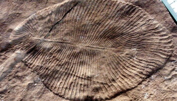 Her er fossil etter en Dickinsonia costata, en organisme som var vanlig i Ediacara. Her er fossil etter en Dickinsonia costata, en organisme som var vanlig i Ediacara.