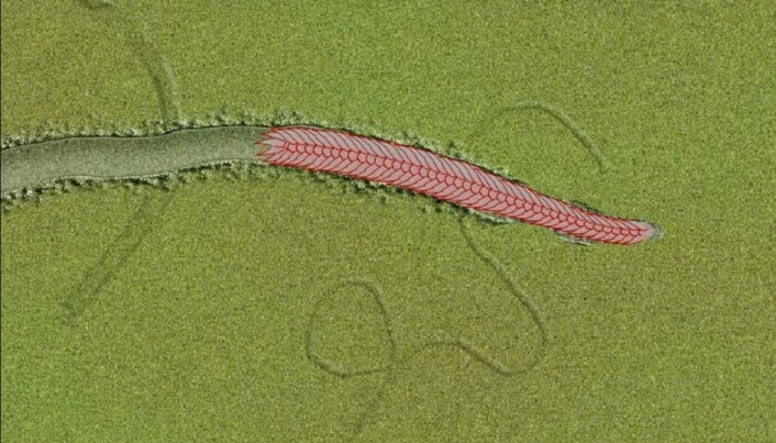 Yilingia hadde en kropp som gjorde det mulig å forflytte seg. (Illustrasjon: Skjermdump fra video, Chen et.al., 2019, Nature. Link: https://www.youtube.com/watch?time_continue=35&v=L507tXhioVw) Yilingia hadde en kropp som gjorde det mulig å forflytte seg. (Illustrasjon: Skjermdump fra video, Chen et.al., 2019, Nature. Link: https://www.youtube.com/watch?time_continue=35&v=L507tXhioVw)