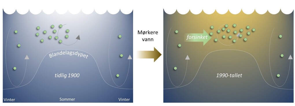 Mørkere vann gir senere våroppblomstring av plankton. (Illustrasjon: Anders Frugård Opdal/UiB) Mørkere vann gir senere våroppblomstring av plankton. (Illustrasjon: Anders Frugård Opdal/UiB)