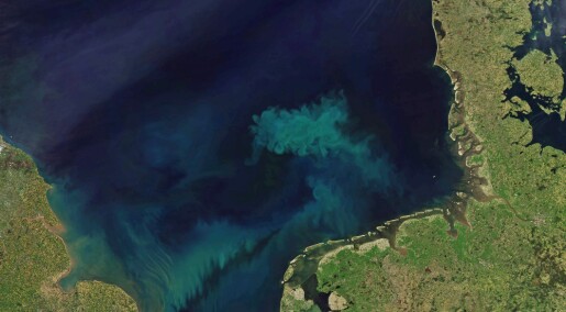 Mørkere vann forsinker algenes årlige vårfest i Nordsjøen
