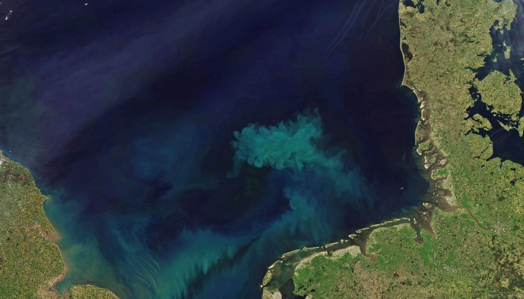Vakkert vårtegn: Satellittfoto av planktonoppblomstring i Nordsjøen våren 2018. (Foto: NASA Earth Observatory) Vakkert vårtegn: Satellittfoto av planktonoppblomstring i Nordsjøen våren 2018. (Foto: NASA Earth Observatory)