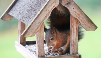 Lyder spilt inn fra et fuglebrett ble brukt til å observere reaksjoner fra ekorn (Foto: NTB Scanpix/Roland Weihrauch) Lyder spilt inn fra et fuglebrett ble brukt til å observere reaksjoner fra ekorn (Foto: NTB Scanpix/Roland Weihrauch)