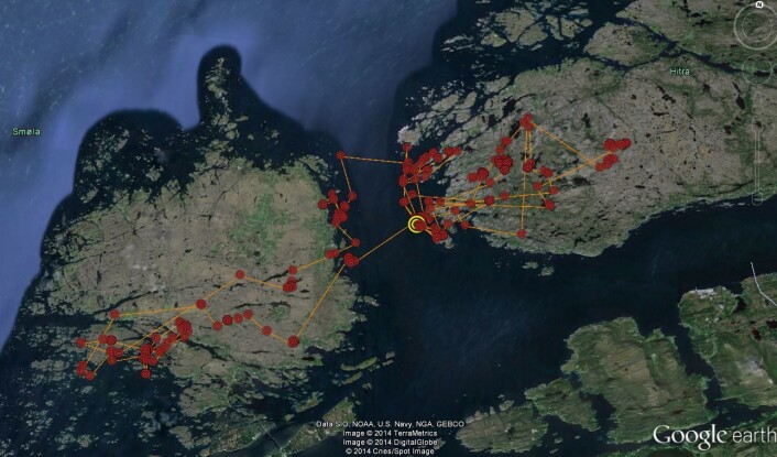 Ørneforsker Espen Lie Dahl festet satelittsendere på flere av ørneungene og observerte hvordan de beveget seg. Kartet viser bevegelsene i løpet av noen dager i september til en ung havørn født i et reir ved Smøla vindpark i 2014. Bevegelsene til denne fuglen er de første bevegelsene bort fra foreldrenes territorium. Mest trolig vil den holde seg ikke veldig langt fra Smøla og sitt fødested denne første vinteren.
(Foto: Illustrasjon: Google)) Ørneforsker Espen Lie Dahl festet satelittsendere på flere av ørneungene og observerte hvordan de beveget seg. Kartet viser bevegelsene i løpet av noen dager i september til en ung havørn født i et reir ved Smøla vindpark i 2014. Bevegelsene til denne fuglen er de første bevegelsene bort fra foreldrenes territorium. Mest trolig vil den holde seg ikke veldig langt fra Smøla og sitt fødested denne første vinteren.
(Foto: Illustrasjon: Google))