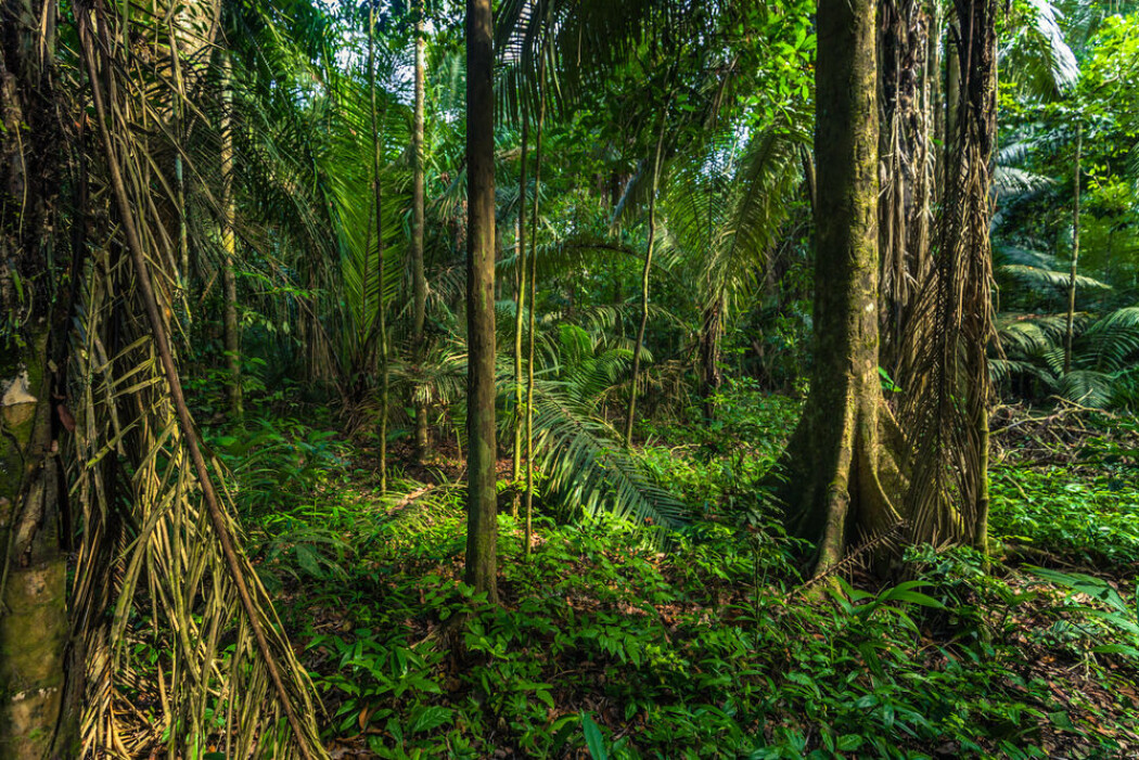 Amazonas i Manu nasjonalpark i Peru. (Foto: Shutterstock / NTB Scanpix) Amazonas i Manu nasjonalpark i Peru. (Foto: Shutterstock / NTB Scanpix)