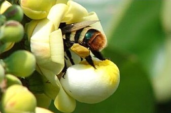 Orkidébien <i>Eulaema meriana</i> presser seg inn i en paranøtt-blomst (Foto: M. C. Cavalcante, F. F. Oliveira, M. M. Maués, and B. M. Freitas / CC BY 3.0 ) Orkidébien <i>Eulaema meriana</i> presser seg inn i en paranøtt-blomst (Foto: M. C. Cavalcante, F. F. Oliveira, M. M. Maués, and B. M. Freitas / CC BY 3.0 )