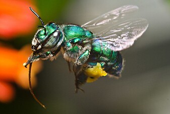 <i>Euglossa viridissima</i> har som mange orkidébier en flott blågrønn metallic-farge (Foto: Efram Goldberg / CC BY-SA 3.0) <i>Euglossa viridissima</i> har som mange orkidébier en flott blågrønn metallic-farge (Foto: Efram Goldberg / CC BY-SA 3.0)