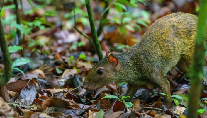 Agoutien liker også paranøtter (Foto: Shutterstock / NTB Scanpix) Agoutien liker også paranøtter (Foto: Shutterstock / NTB Scanpix)