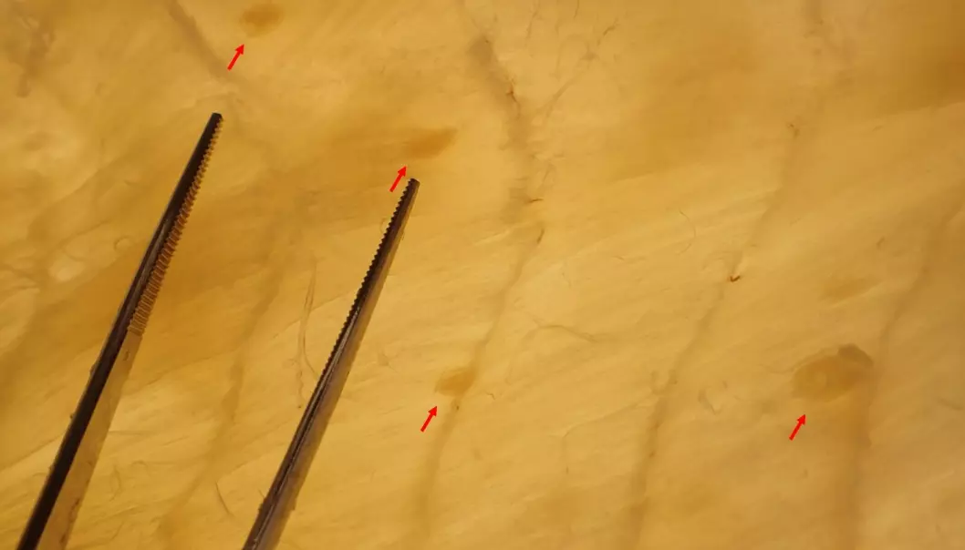 All kveis som ble funnet av forskerne blant vevsrestene etter kunstig fordøying, var tydelig døde. Bildet viser tørrfisk med død kveis. (Foto: Havforskningsinstituttet)