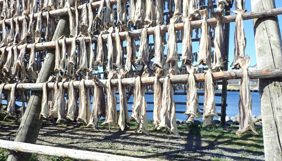 Å tørke fisk ute på hjeller er en tradisjon som går helt tilbake til vikingtiden. (Foto: Havforskningsinstituttet)