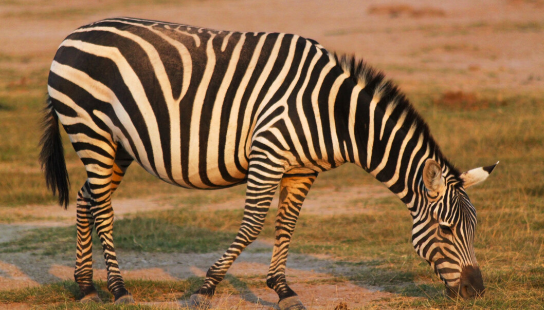 Sebraer lokkes i naturens egen dødsfelle i Namibia. (Foto: Microstock) Sebraer lokkes i naturens egen dødsfelle i Namibia. (Foto: Microstock)