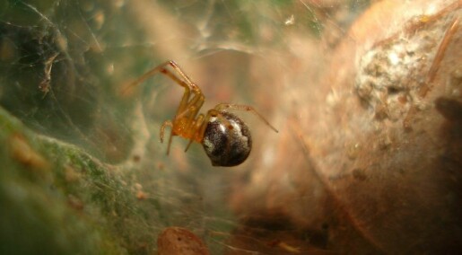 Edderkopper deler på arbeids-oppgavene