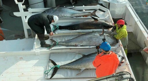– Makrellstørjene i Nord-Atlanteren er grenselause