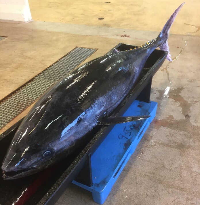 Forskarane hentar DNA-prøver frå muskelvev i halerota til fisken. Bildet er frå eit fiskemottak. Makrellstørje er den største tunfiskarten. Den kan veie over 700 kilo, bli tre meter lang og holde en toppfart på 70 kilometer i timen. (Foto: Ørjan B. Sørensen / Havforskningsinstituttet) Forskarane hentar DNA-prøver frå muskelvev i halerota til fisken. Bildet er frå eit fiskemottak. Makrellstørje er den største tunfiskarten. Den kan veie over 700 kilo, bli tre meter lang og holde en toppfart på 70 kilometer i timen. (Foto: Ørjan B. Sørensen / Havforskningsinstituttet)